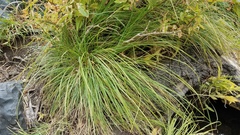 Carex nudata