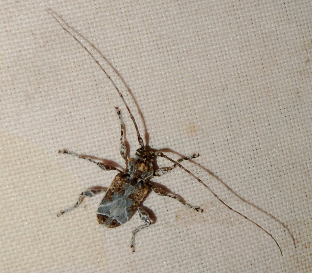 Exalphus spilonotus
