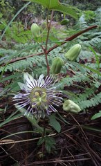 Passiflora quercetorum