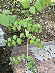 Gymnocladus dioicus