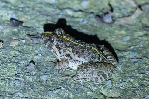Hong Kong Rice-paddy Frog
