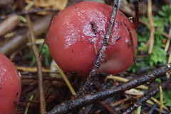 Gomphidius subroseus