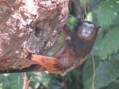 Saguinus weddelli weddelli