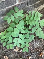 Gymnocladus dioicus
