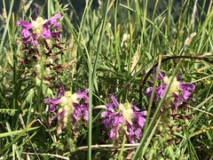 Pedicularis verticillata