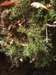 Galium andrewsii