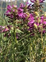 Pedicularis verticillata