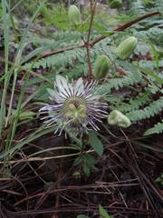 Passiflora quercetorum