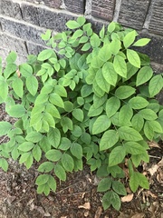 Gymnocladus dioicus
