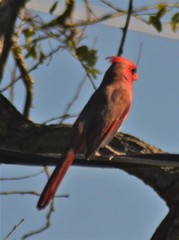 Cardinalis cardinalis