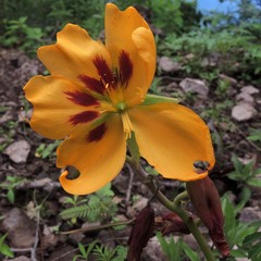 Cochlospermum wrightii