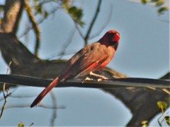 Cardinalis cardinalis