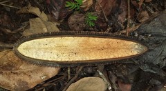 Amphilophium