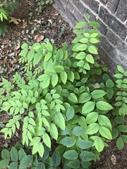Gymnocladus dioicus