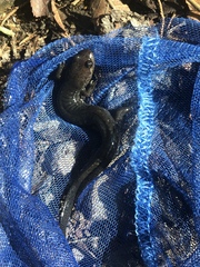 Desmognathus brimleyorum