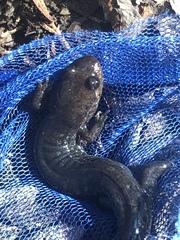 Desmognathus brimleyorum