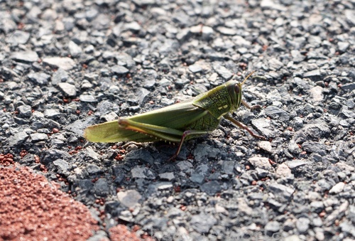 Large Green Grasshopper