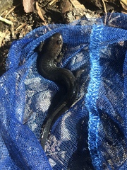 Desmognathus brimleyorum