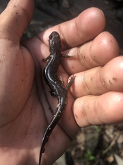 Desmognathus brimleyorum