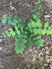 Gymnocladus dioicus