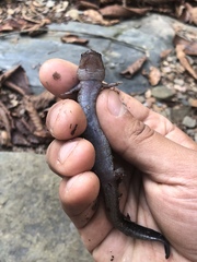 Desmognathus brimleyorum