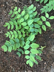 Gymnocladus dioicus