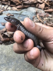 Desmognathus brimleyorum