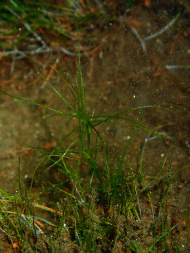 thread-leaved water-nymph (Najas gracillima)
