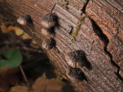 Resupinatus trichotis