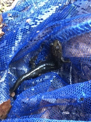 Desmognathus brimleyorum