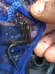 Desmognathus brimleyorum
