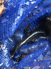 Desmognathus brimleyorum