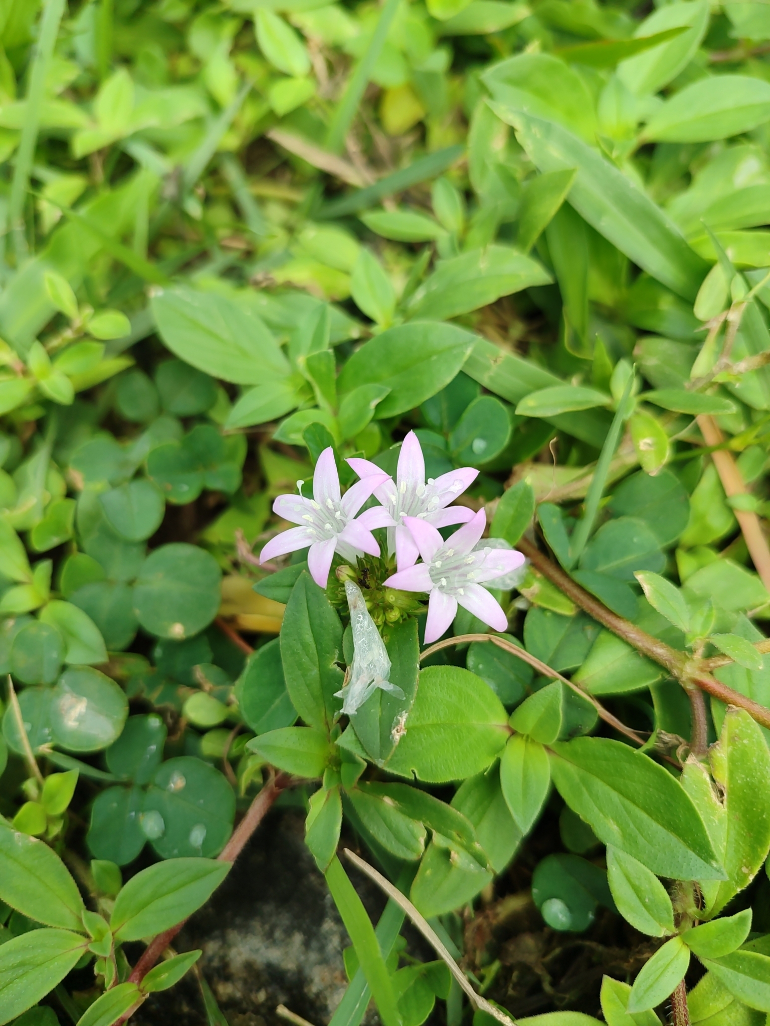 Richardia grandiflora