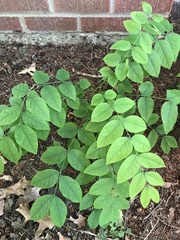 Gymnocladus dioicus