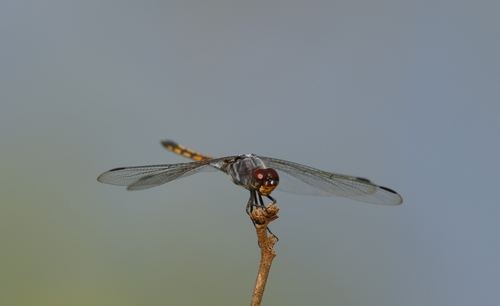 Swampwatcher