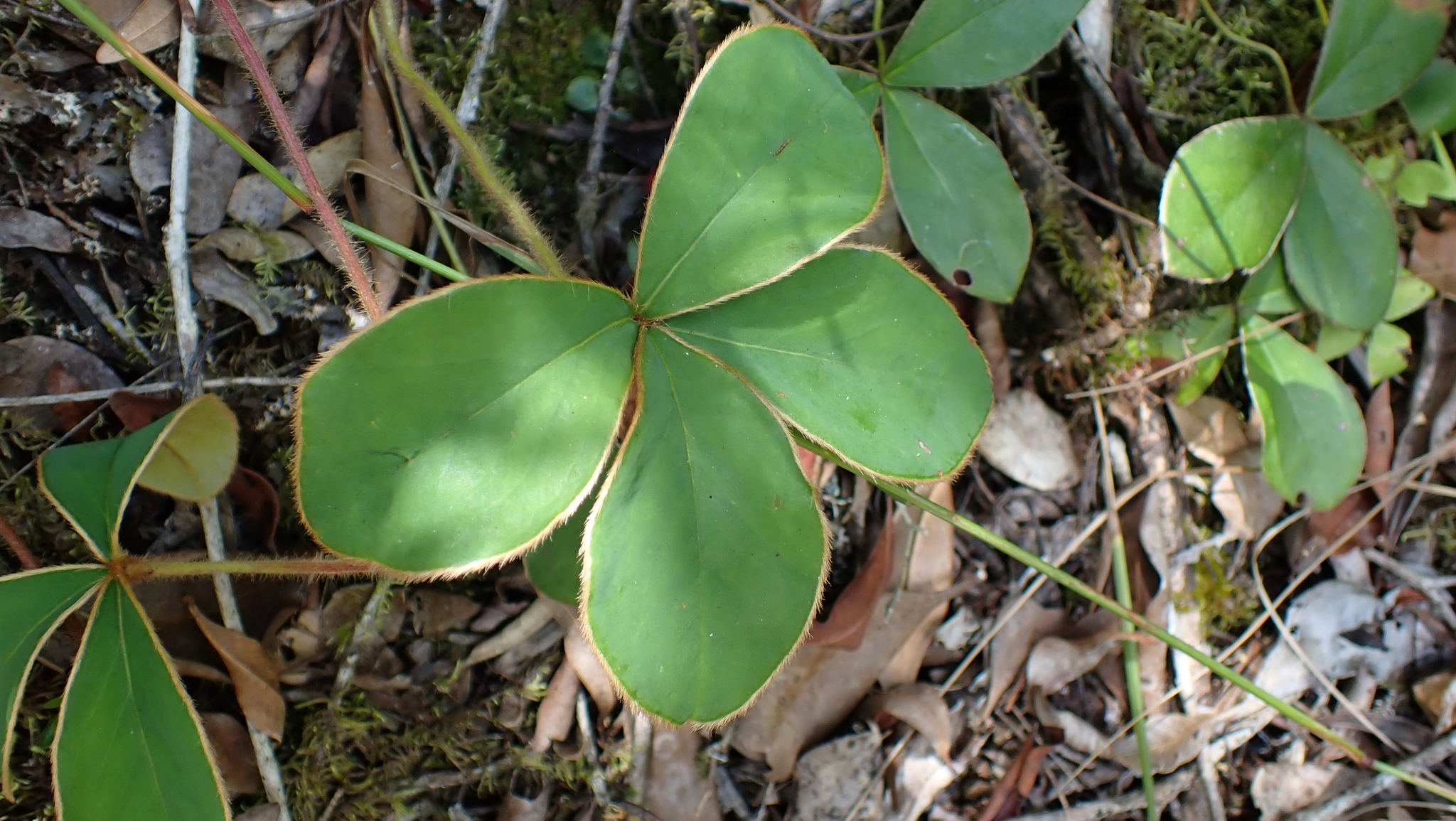 Oxalis bifrons Progel