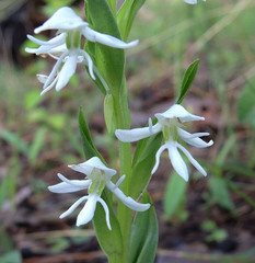 Habenaria kariniae