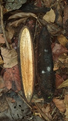 Amphilophium