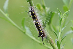 Apatelodidae