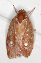 Euchaetis