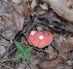 Russula pusilla