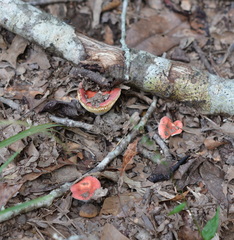 Russula pusilla