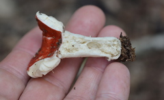 Russula pusilla