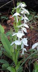 Habenaria kariniae