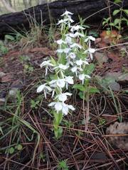 Habenaria kariniae
