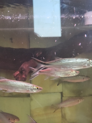 Apollo sharkminnow (Luciosoma trinema) — Cyprinidae — 4