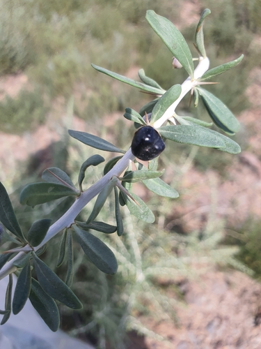 Lycium ruthenicum (Lycium ruthenicum)