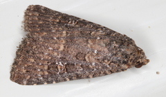 Hypoperigea tonsa