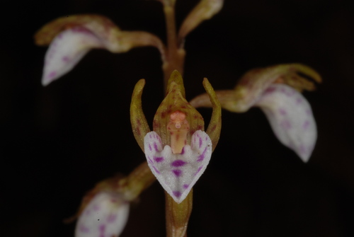 Spring coralroot (Corallorhiza wisteriana)