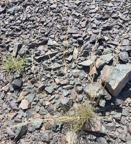 Aristida adscensionis, photograph 1